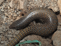 Chalcides ocellatus ocellatus