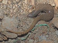 Chalcides ocellatus ocellatus