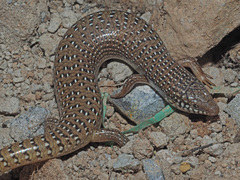Chalcides ocellatus ocellatus