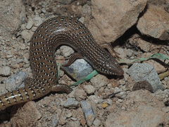 Chalcides ocellatus ocellatus