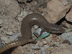 Chalcides ocellatus ocellatus