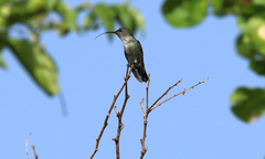 Mellisuga minima