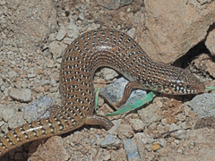 Chalcides ocellatus ocellatus