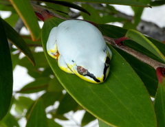 Heterixalus madagascariensis