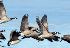 Branta hutchinsii hutchinsii