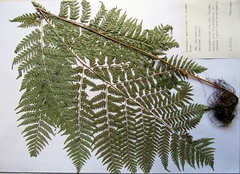 Dryopteris goeringiana