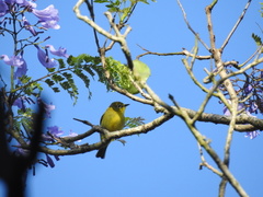 Zosterops anderssoni