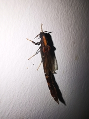 Atractocerus brevicornis