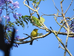 Zosterops anderssoni