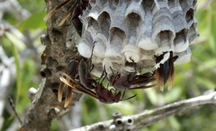 Polistes madecassus