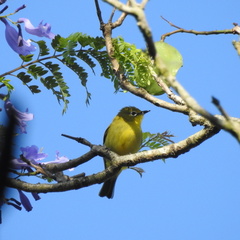 Zosterops anderssoni