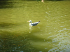 Larus michahellis