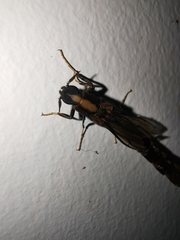 Atractocerus brevicornis