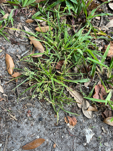 Peduncled Spike Sedge (Cyperus hyalinus)