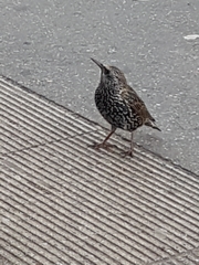 Sturnus vulgaris