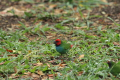 Erythrura pealii