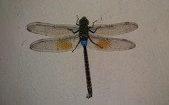 Anax indicus