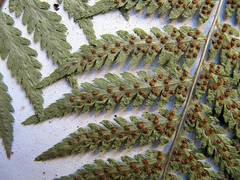Dryopteris goeringiana