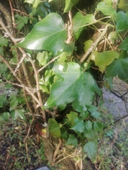 Hedera helix