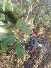 Hedera helix