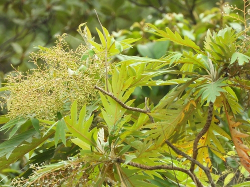Bocconia arborea, photograph 5