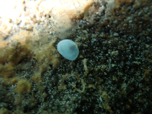Nesobornia hawaiensis observed 2025-10-19