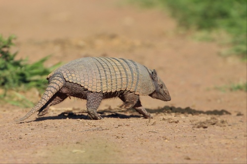Six-banded Armadillo