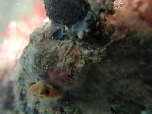 Ophiactis savignyi observed 2025-10-19