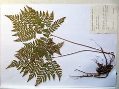 Dryopteris amurensis