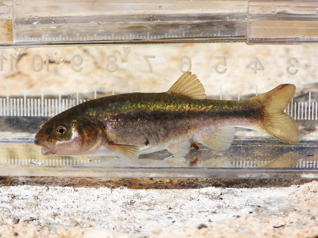 Desert Dace