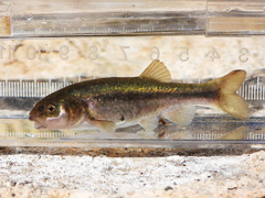 Desert Dace photo 1