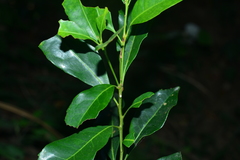 Helicia cochinchinensis