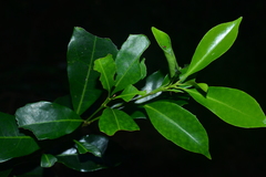 Helicia cochinchinensis