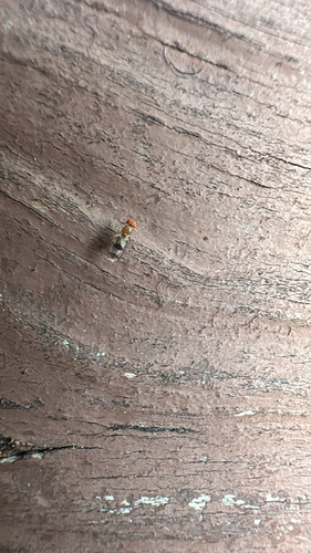 Unknown species found near Village Park Dr W, Williamsburg, VA, US