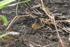 Austracris guttulosa