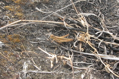 Austracris guttulosa