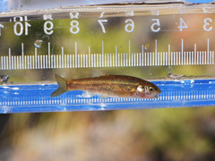 Desert Dace photo 2