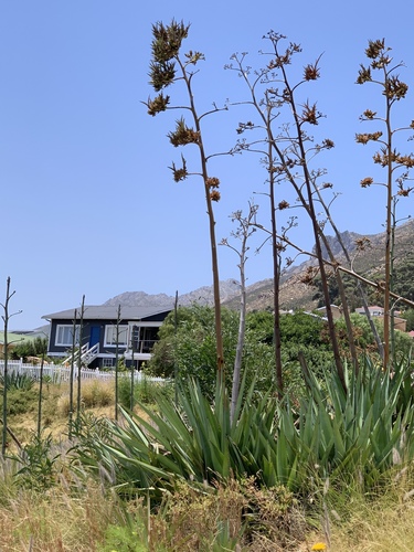 Agave fourcroydes
