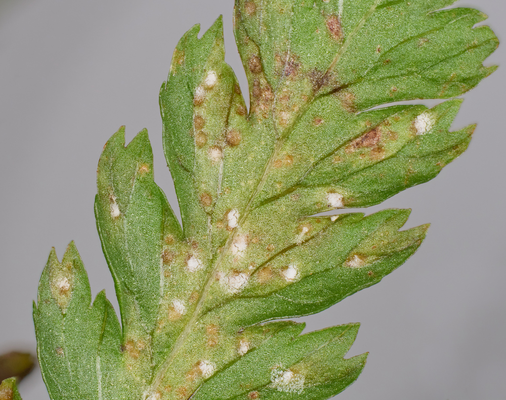 Uredinopsis