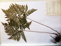 Dryopteris amurensis