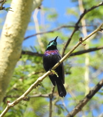 Cinnyris bifasciatus microrhynchus