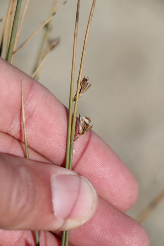 Arctic Rush (Juncus arcticus)