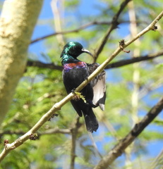 Cinnyris bifasciatus microrhynchus