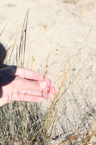 Juncus arcticus, photograph 4
