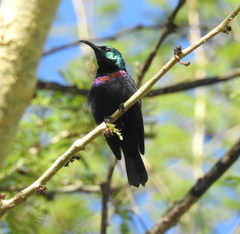 Cinnyris bifasciatus microrhynchus