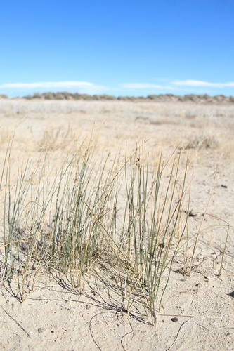 Juncus arcticus, photograph 5