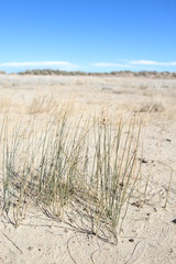Juncus arcticus, photograph (c) Austin Saunders, some rights reserved (CC BY)