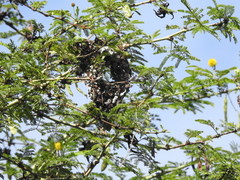 Cinnyris bifasciatus microrhynchus