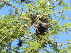 Cinnyris bifasciatus microrhynchus