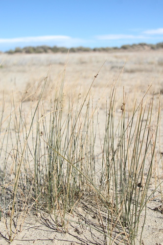 Juncus arcticus, photograph 6
